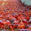 [여기는 호주] 로드킬 막아라…크리스마스 섬 5000만 마리 홍게 대이동