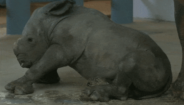 디즈니파크 측은 1999년 동물원에서 태어난 최초의 남부흰코뿔소 ‘켄디’가 지난달 25일 새끼를 낳았다고 밝혔다. 어미 코뿔소는 멸종위기종 보존 프로그램 일부분으로 수컷 ‘두건’을 만나 새끼를 얻었다.