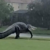 “공룡 아니야?” 미 골프장에 출몰한 거대 악어, 성큼성큼 발길 재촉