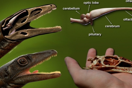 [다이노+] 2억 3000만년 전 초기 공룡 뇌 복원…무게는 고작 1.5g