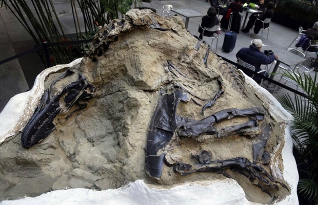 2006년 몬타나에서 발굴된 두 공룡의 화석. 사진=AP 연합뉴스
