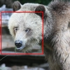 똑같아 보이는 곰 얼굴도 구별’동물용 얼굴인식’ AI 개발
