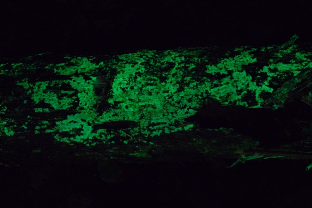 이 버섯은 현지인들 사이에서 전기 버섯이라고 불리며 사랑받고 있는데 밤이 되면 손전등이나 횃불 대신 이 버섯이 자라고 있는 대나무 줄기를 들고 다니며 빛을 비추는 데 사용한다는 것이다.(사진=파이토택사)