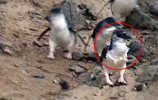 사진=필립섬자연공원