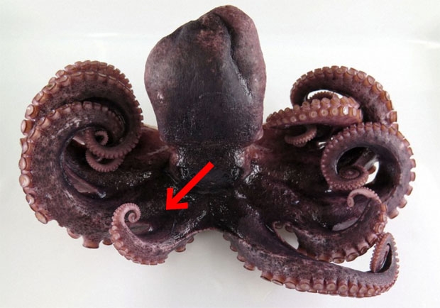 사진=마이니치신문 캡쳐