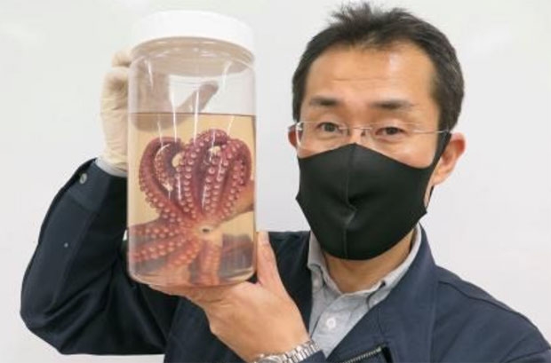 미야기현 미나미산리쿠초자연환경센터 아베 타쿠조 연구원이 보존 용액에 담근 문어를 들고 있다.