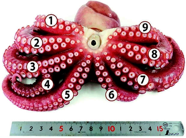 사진=요미우리신문 캡쳐