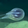 우주선 닮았네…푸에르토리코 인근 심해서 신종 해파리 발견