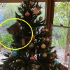 [여기는 호주] ‘메리 크리스마스~’…성탄절 트리서 몰래 놀고 있는 코알라