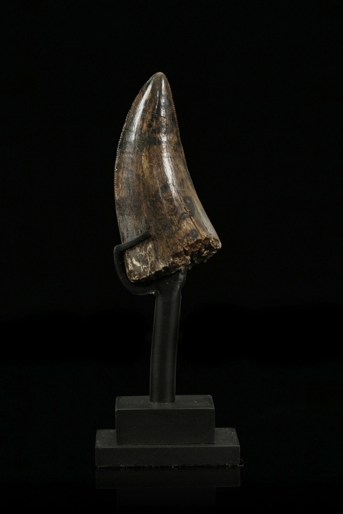 티라노사우루스 이빨 화석(사진=피게호텔데벙트)