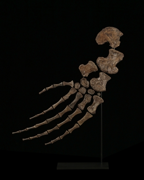 모사사우루스 지느러미 화석(사진=피게호텔데벙트)