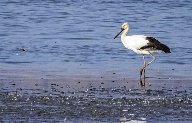 지난달 8일 철새도래지 경남 창원시 주남저수지에서 관찰된 황새 한마리. 창원시는 이 황새 다리에 인식표가 없는 점을 근거로 야생에서 자란 개체로 판단했다.