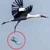 덫에 걸린 채 비행하는 멸종위기 황새, 中서 포착(영상)