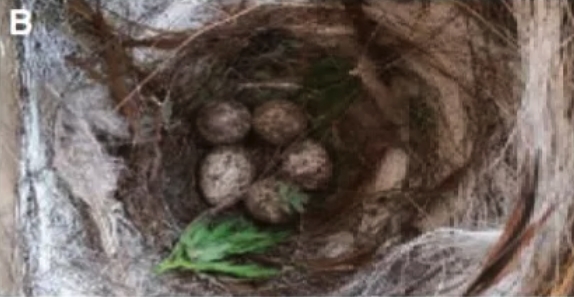 쑥을 넣은 둥지의 모습.(사진=커런트 바이올로지)