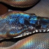 ‘무지개빛 광택’ 신종 뱀, 베트남서 발견…“반짝이는 비늘이 특징”