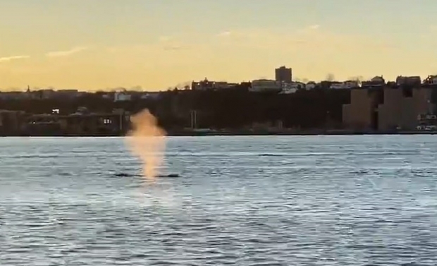 한 관광객에게 포착된 혹등고래의 모습