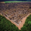 갈수록 작아지는 ‘지구의 허파’…아마존 열대우림 8% 사라졌다