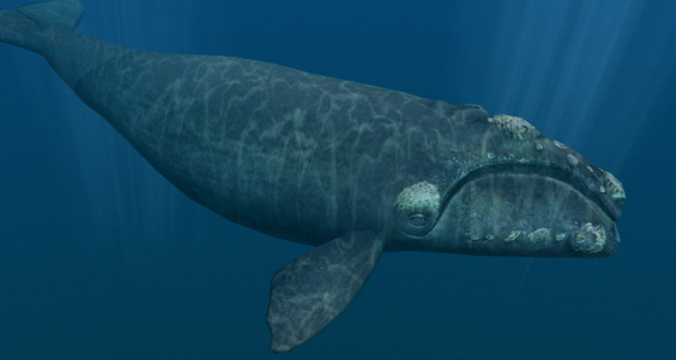 멸종위기종인 북대서양긴수염고래가 헤엄치는 모습(자료사진)