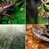 98년 만에 재발견된 나비…남미 안데스서 신종 동식물 20종 발견
