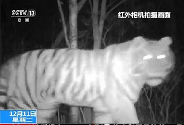 2018년 10월 지린성 옌벤 톈차오링 임업국 신캉임장 원적외선 카메라에 포착된 야생 백두산호랑이.