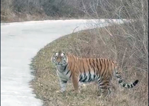 지난달 옌볜 조선족자치주 왕칭(汪淸) 임업국의 다황거우(大荒溝) 산림구역 도로에 출몰한 야생 백두산 호랑이.