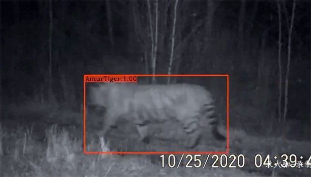 중궈신원왕 14일 보도에 따르면 동북호랑이·표범국가공원 관리국이 톈차오링임업국 신카이임장에 설치한 원적외선 카메라에 야생 호랑이 한 마리의 모습이 두 차례 담겼다.