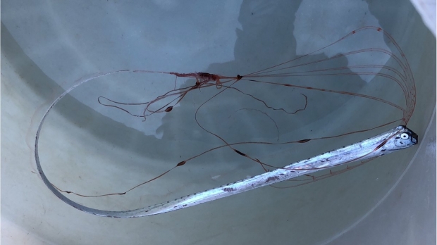 산갈치는 이날 오전 포획 이후 점심이 되기 전에 죽고 말았다.