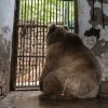 외로운 코끼리 이어 마지막 갈색곰도 해방…13년 동물원 생활 종지부