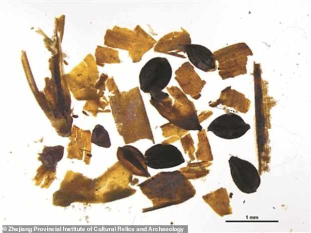 량주 문화 시대의 논에서는 쌀겨와 씨앗 등의 흔적도 발견됐다.(사진=중국 저장성문물고고연구소)