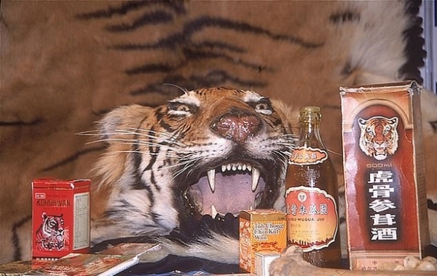 사진 위는 문제의 보호소가 불법으로 판매한 호랑이 가죽, 아래는 시중에서 판매되는 호랑이 뼈로 만든 술 자료사진
