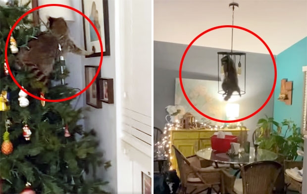 사진=오브리 아이코벨리 페이스북