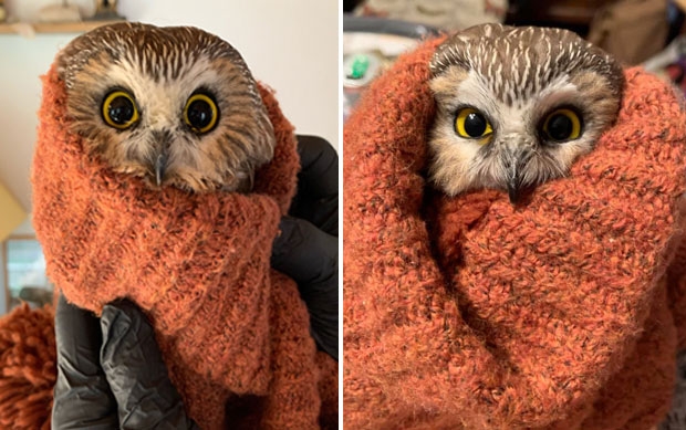 지난달 뉴욕의 상징과도 같은 록펠러센터 크리스마스트리에서도 다 죽어가던 새끼 올빼미가 구조됐다. 구조된 올빼미는 트리가 뉴욕 외곽 오니온타에서 맨해튼 록펠러센터까지 300㎞를 이동하는 동안 최소 나흘은 굶은 것으로 추정됐다.