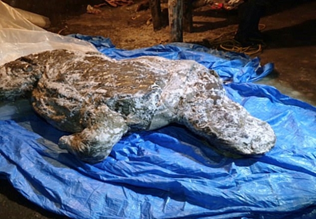 러시아 시베리아 지역에 있는 사하공화국 영구동토층에서 지난 8월 발굴된 새끼 털코뿔소(사진). 빙하기에 멸종된 것으로 알려져 있다 러시아 시베리아 지역에 있는 사하공화국 영구동토층에서 지난 8월 발굴된 새끼 털코뿔소(사진). 빙하기에 멸종된 것으로 알려져 있다