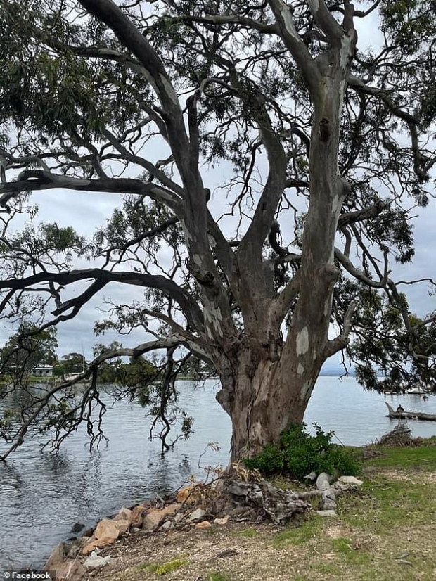 개에게 습격당한 코알라가 도망친 나무의 모습.