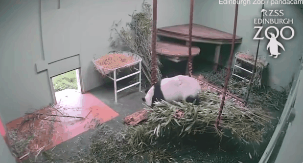 영국 에든버러동물원이 중국으로부터 장기 임대한 판다 부부 중 ‘톈톈’