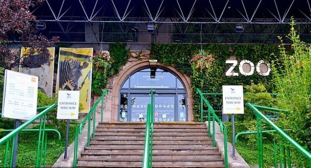 중국으로부터 자이언트 판다를 10년 장기 임대했던 영국 에든버러동물원. 코로나19 팬데믹의 영향으로 재정적 위기에 처해 있다