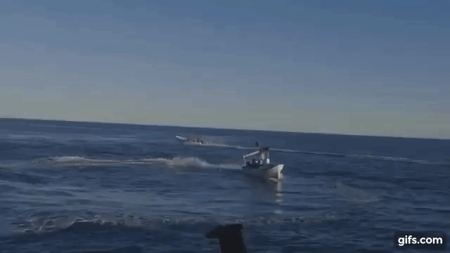 시셰퍼드 측은 지난 1일 유튜브를 통해 지난해 12월 31일 멕시코 칼리포르니아만에서 시셰퍼드 선박에 사고로 충돌한 어선의 모습이 담긴 영상을 공개했다.