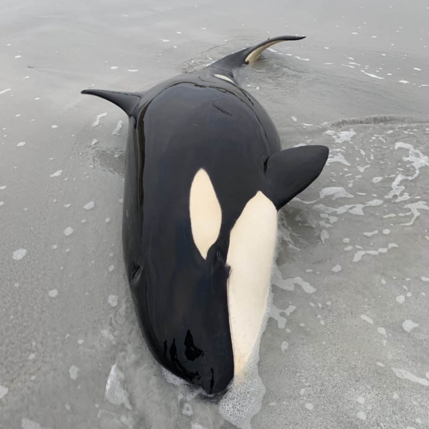 스코틀랜드 해변에 떠밀려온 어린 범고래(사진=에마 니브웨브)