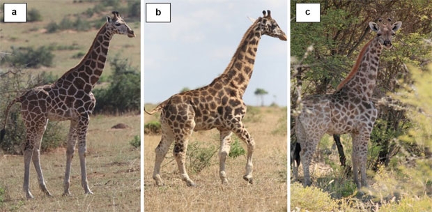 왼쪽부터 a. 성장이 거의 끝난 우간다머치슨폭포국립공원의 다른 수컷 기린 b. 우간다머치슨폭포국립공원에서 발견된 왜소증 수컷 기린 c. 나미비아 민간 농장에서 확인된 왜소증 수컷 기린. 맨 왼쪽의 보통 기린과 비교해 나머지 두 기린은 다리 골격이 비정상적으로 짧은 것을 알 수 있다./사진=‘BMC 연구기록 학술지’(BMC Research Notes)