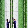 [고든 정의 TECH+] 인공토양과 인공광 활용한 ‘수직농장’…농업의 미래될까?