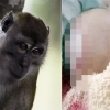 물고 할퀴고…원숭이, 가정집 침입해 아기 공격해 중상 입혀
