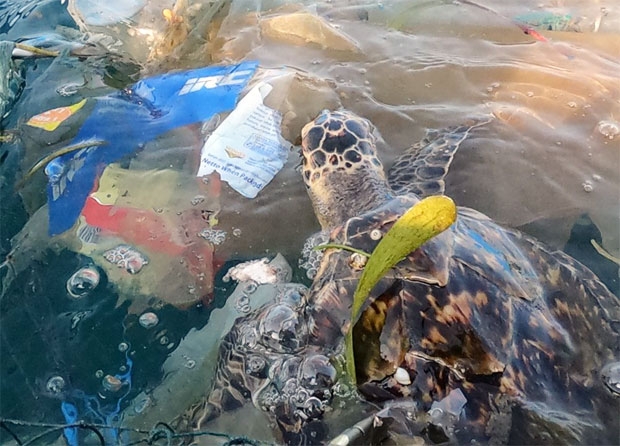 지난달 포오션 작업자들이 인도네시아 발리 젬브라나 해안에서 구조한 대모거북.