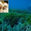 해양 쓰레기 해결 열쇠? 지중해 해초, 매년 폐플라스틱 8억6700만 개 없앤다