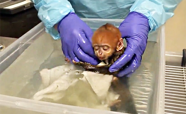 따뜻한 목욕물에 몸이 노곤해진 새끼는 쏟아지는 졸음에 눈이 감기면서도 사육사 손을 꼭 붙들었다./사진=필라델피아동물원