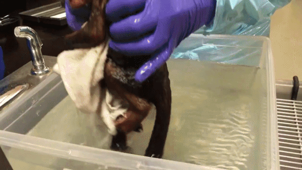 출처=필라델피아동물원 트위터