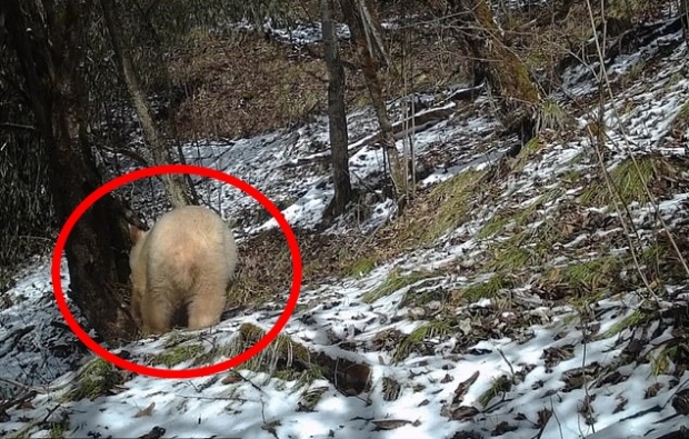 2020년 2월, 중국 쓰촨성 워룽 판다 자연보호구역에서 포착된 알비노 판다