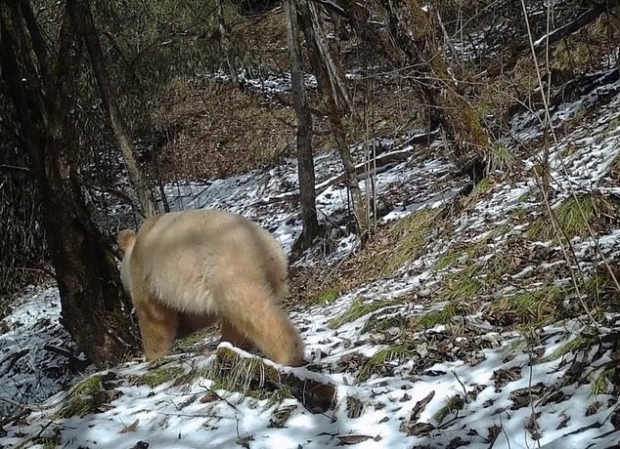 2020년 2월, 중국 쓰촨성 워룽 판다 자연보호구역에서 포착된 알비노 판다