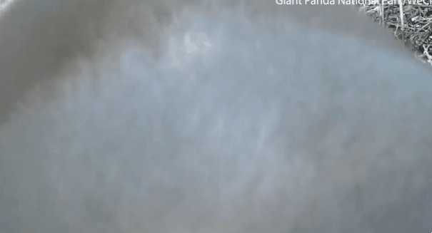 2020년 2월, 중국 쓰촨성 워룽 판다 자연보호구역에서 포착된 알비노 판다