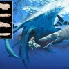 6600만년 전 바다 헤엄친 해룡, 상어 같은 이빨로 물고기 두동강