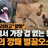 [애니멀플릭스] “사자도 덤벼라!”…세계서 가장 겁없는 동물 ‘벌꿀오소리’　